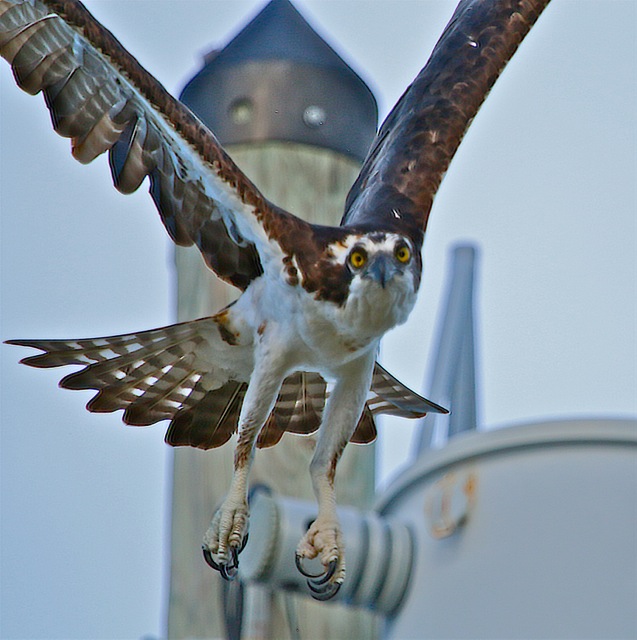 Osprey drama! + Reposts