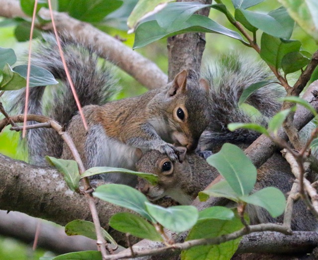 Squirrel Grooming