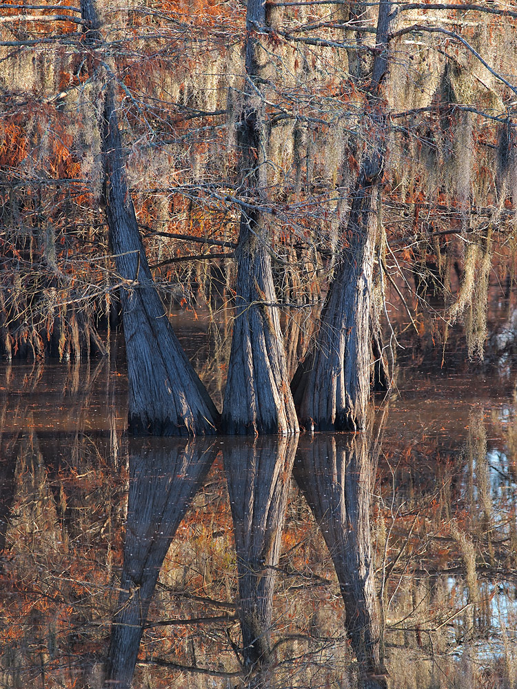 Cypress Trilogy