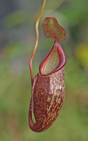 Nepenthes