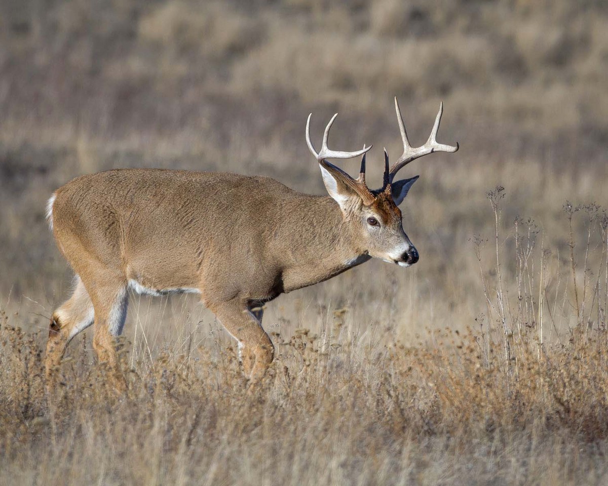 Whitetail Buck