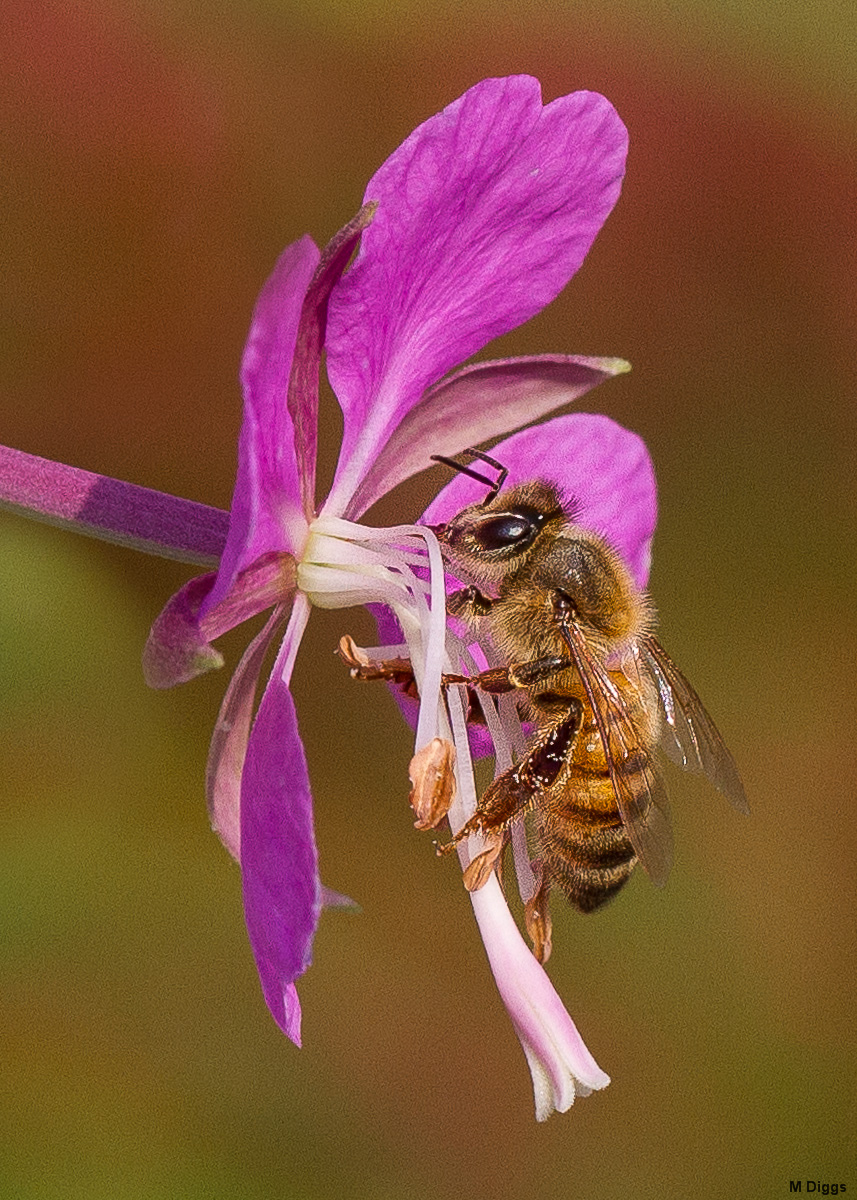 Bee+Fireweed Take 2