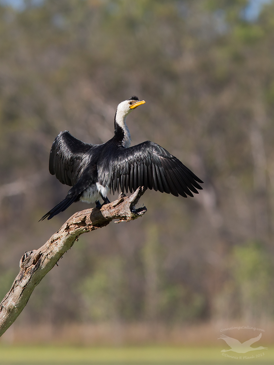 Little Pied Cormorant