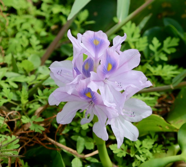 Water Hyacinth + Repost
