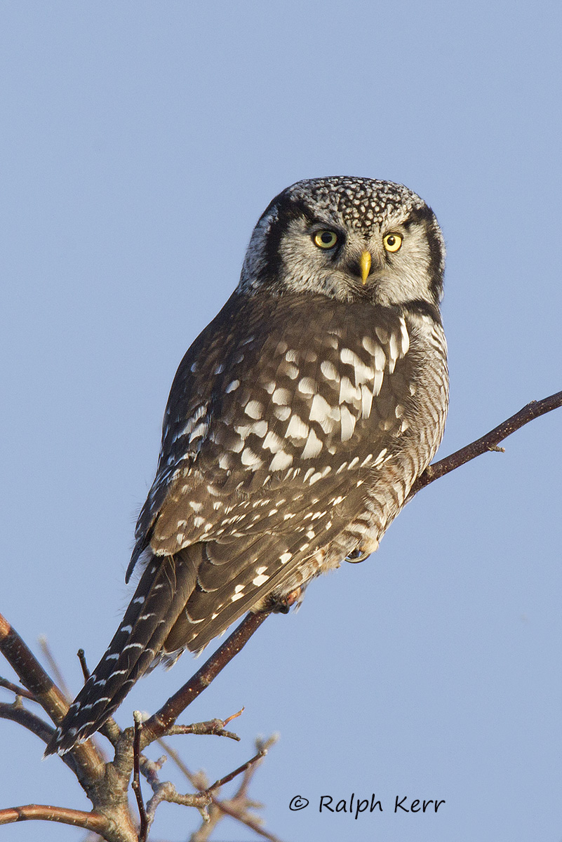 Northern Hawk Owl