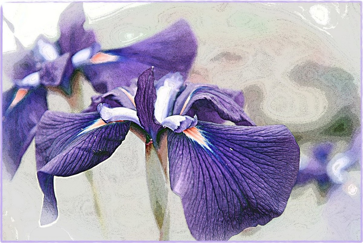 Purple Iris