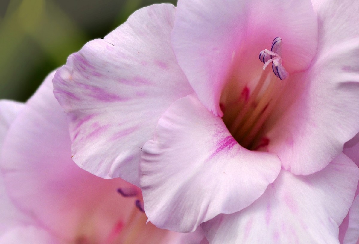 Pink Gladiolus