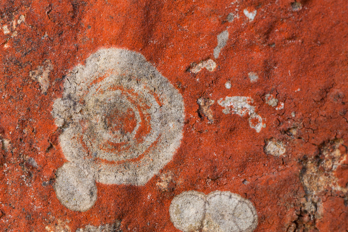 Fungus design