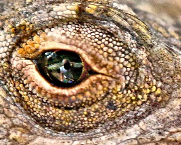 lizard Mirror