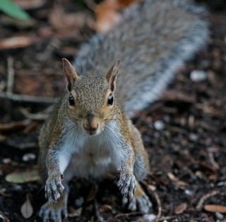 Friendly squirrel