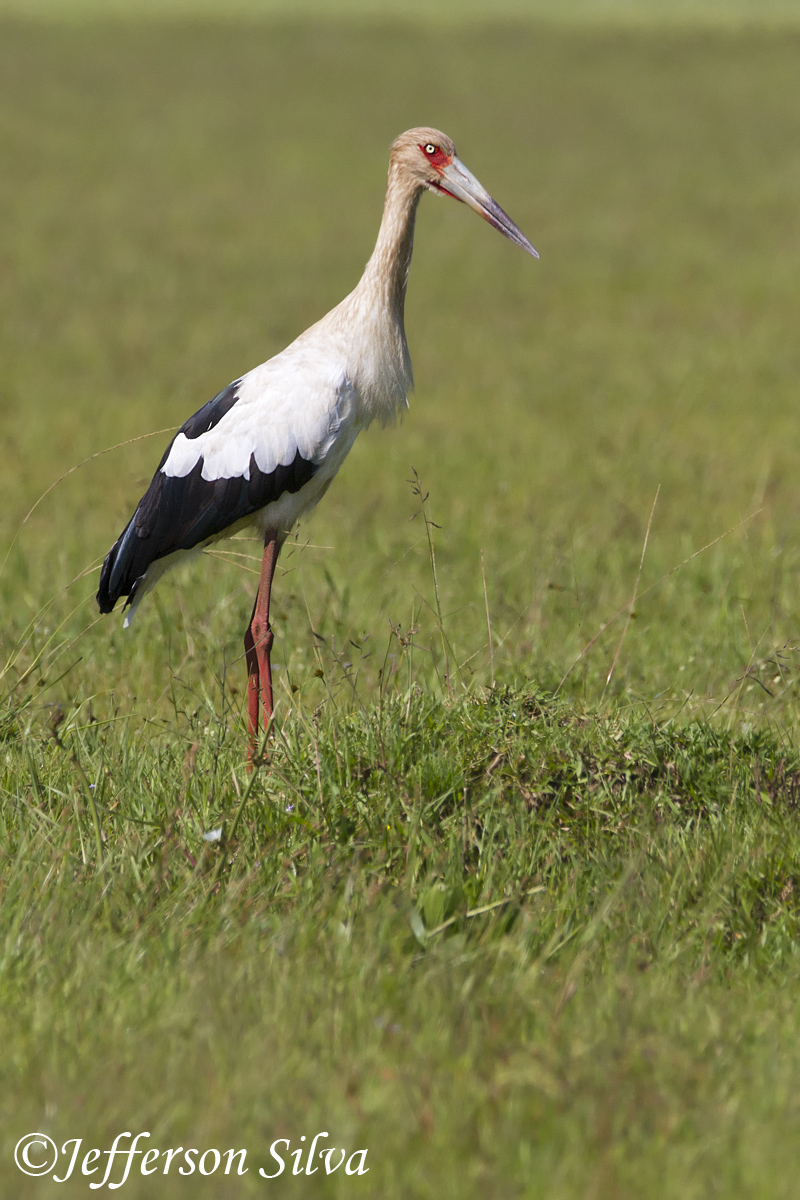 Maguari Stork