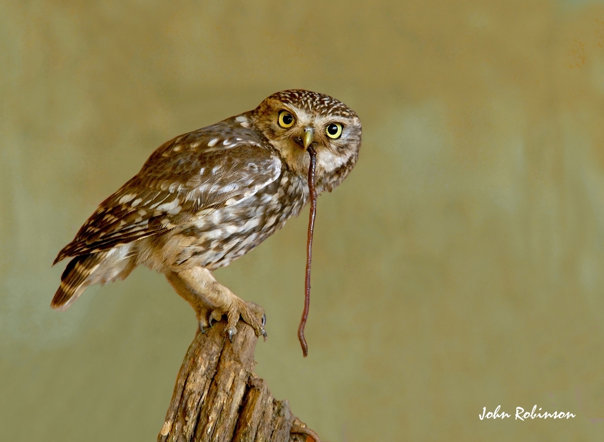 Avian - 2nd HM