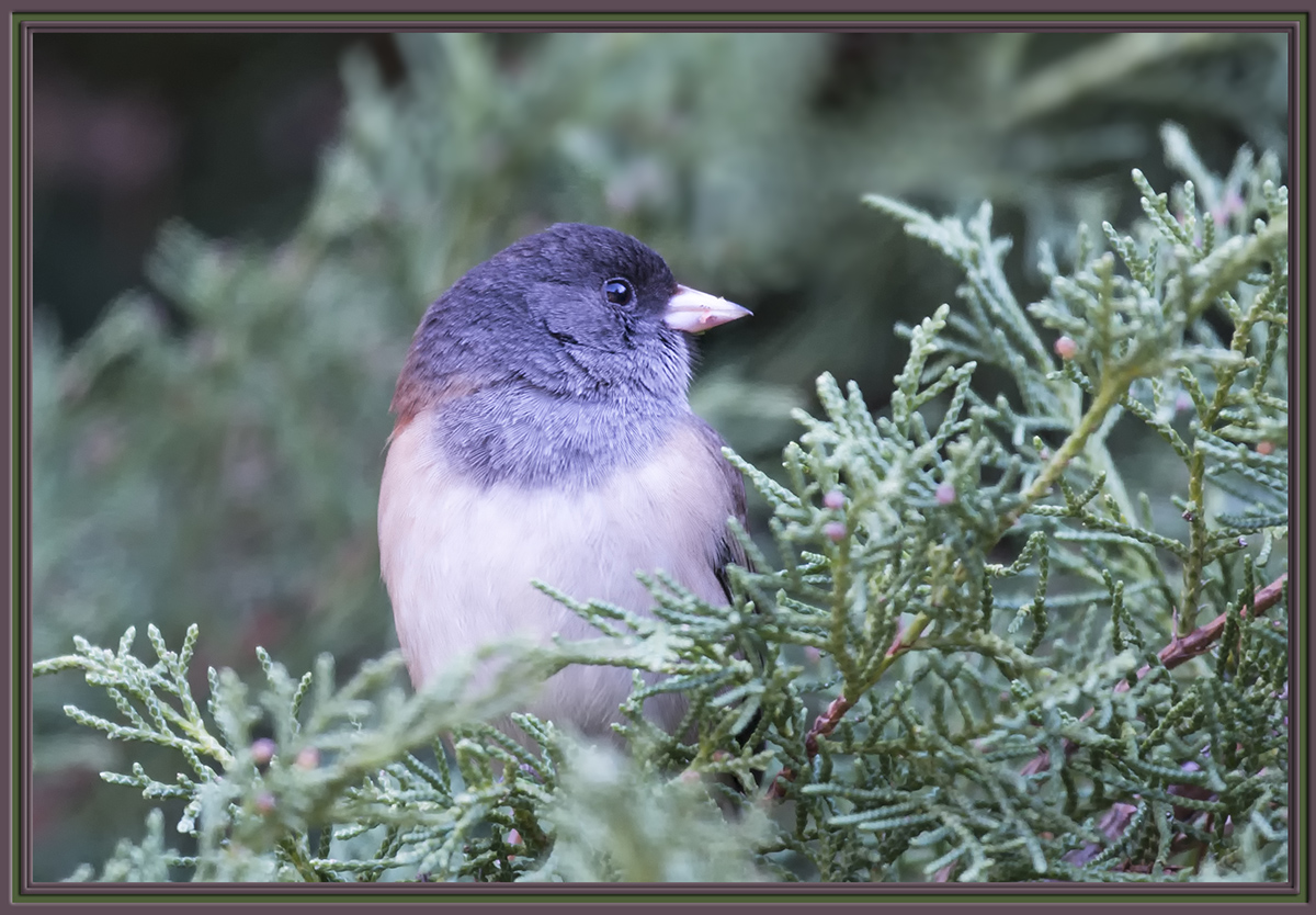 "Oregon" Junco