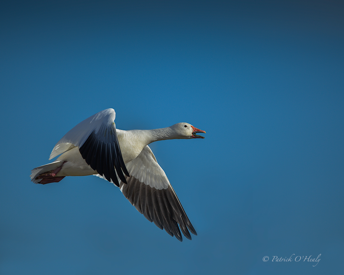 Snow Goose