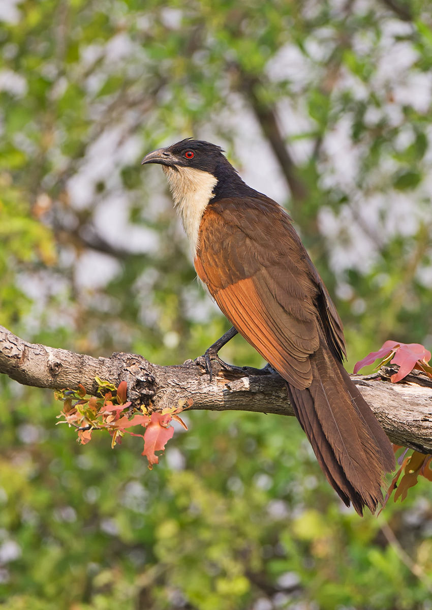 Coucal