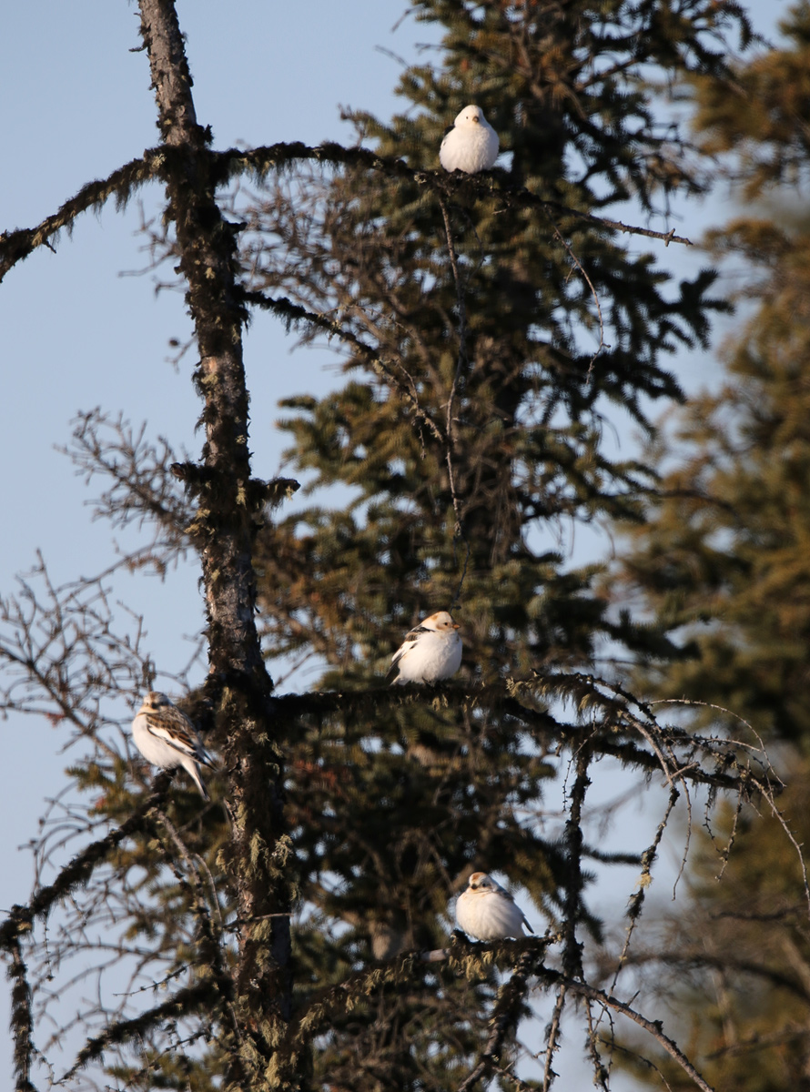 Snow Buntings