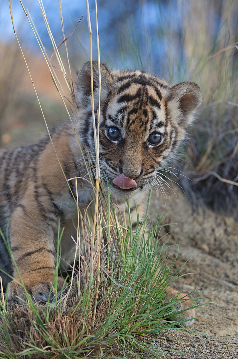 Another Cub Moment