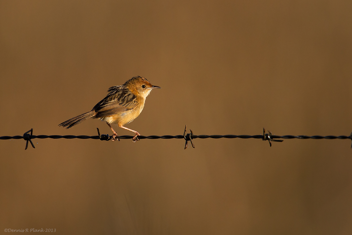 Golden-hdd Cisticola& repost