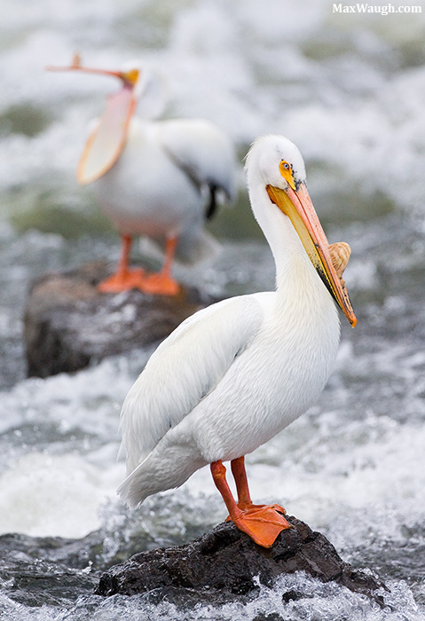 American White Pelicans