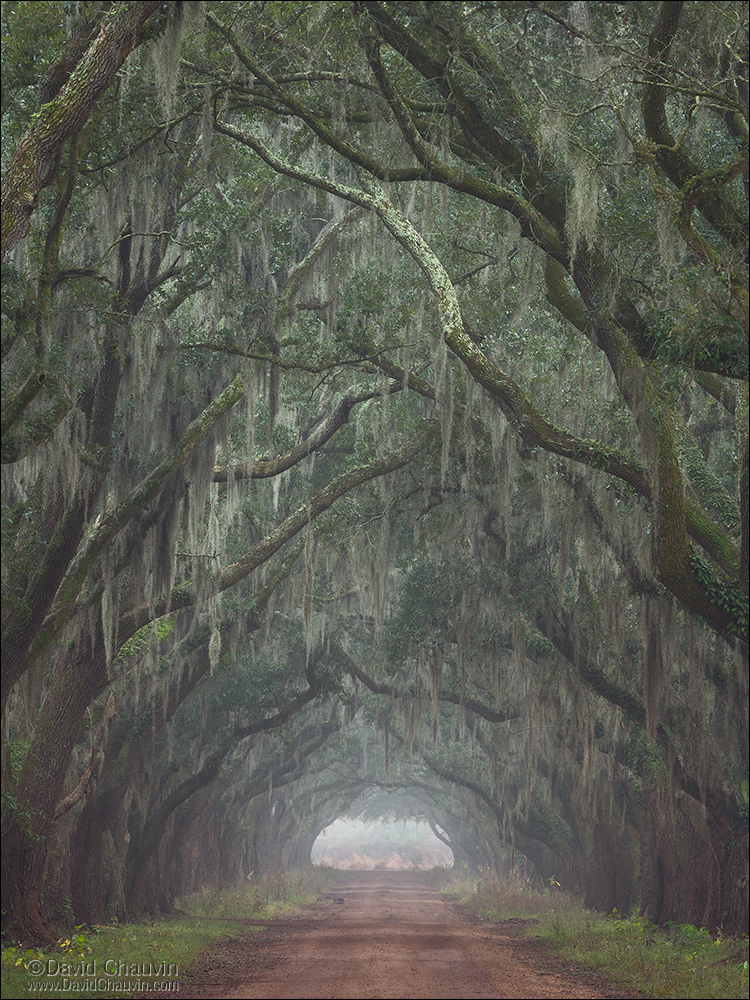 Oaks