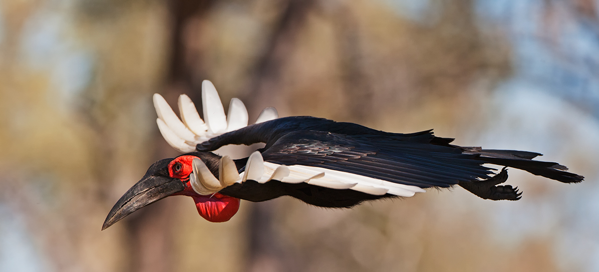 Air Hornbill