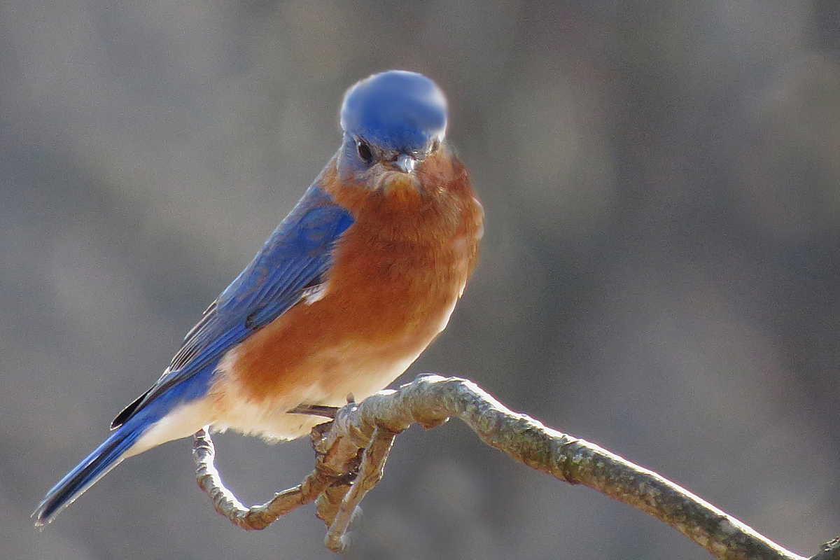 Bluebird +original image.