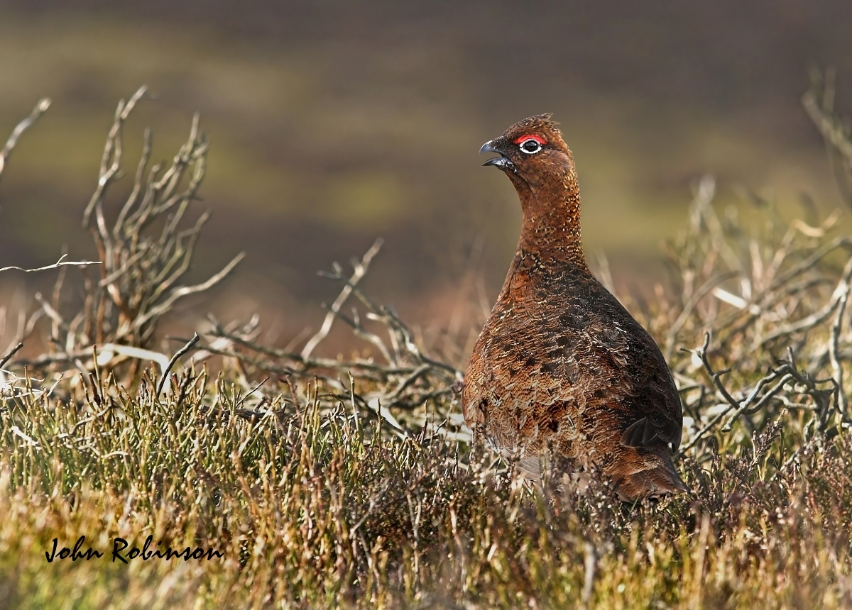RedGrouse
