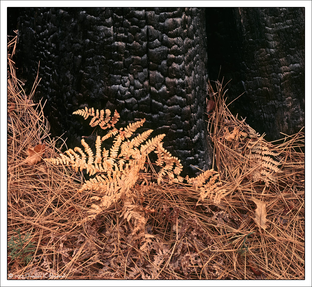 Autumn Fern, Yosemite