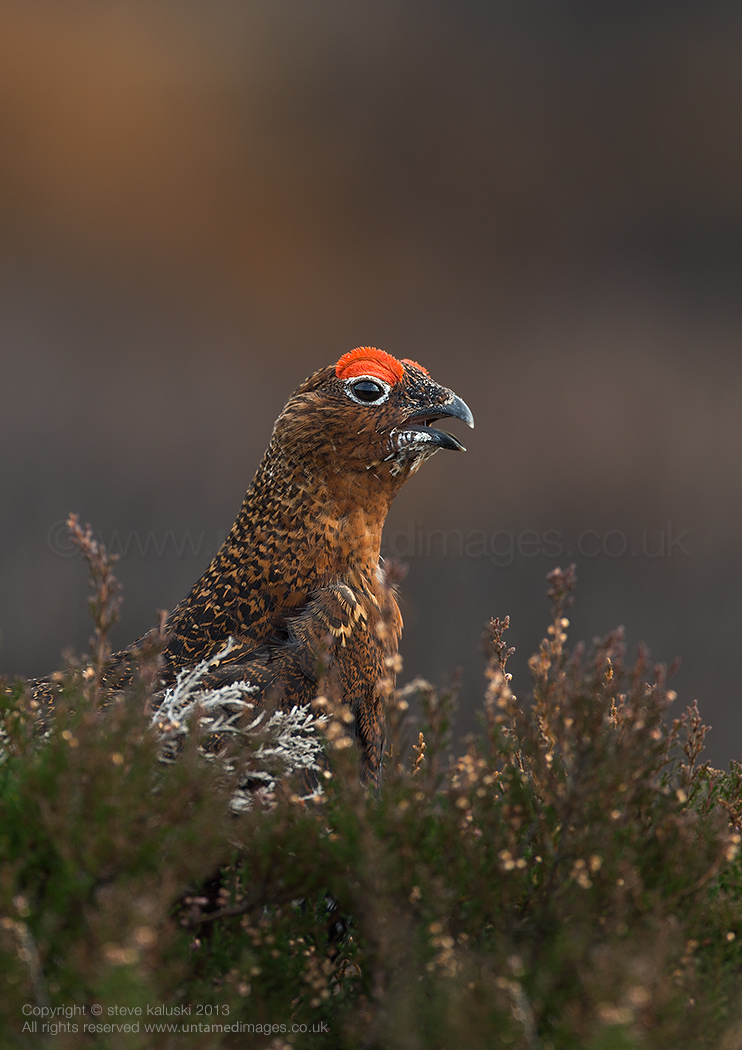 Red Grouse calling