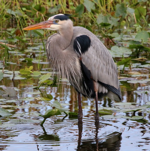 Beautiful Heron 