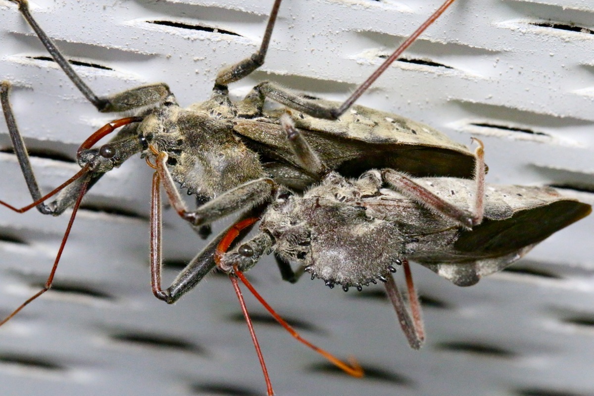 Wheel bugs