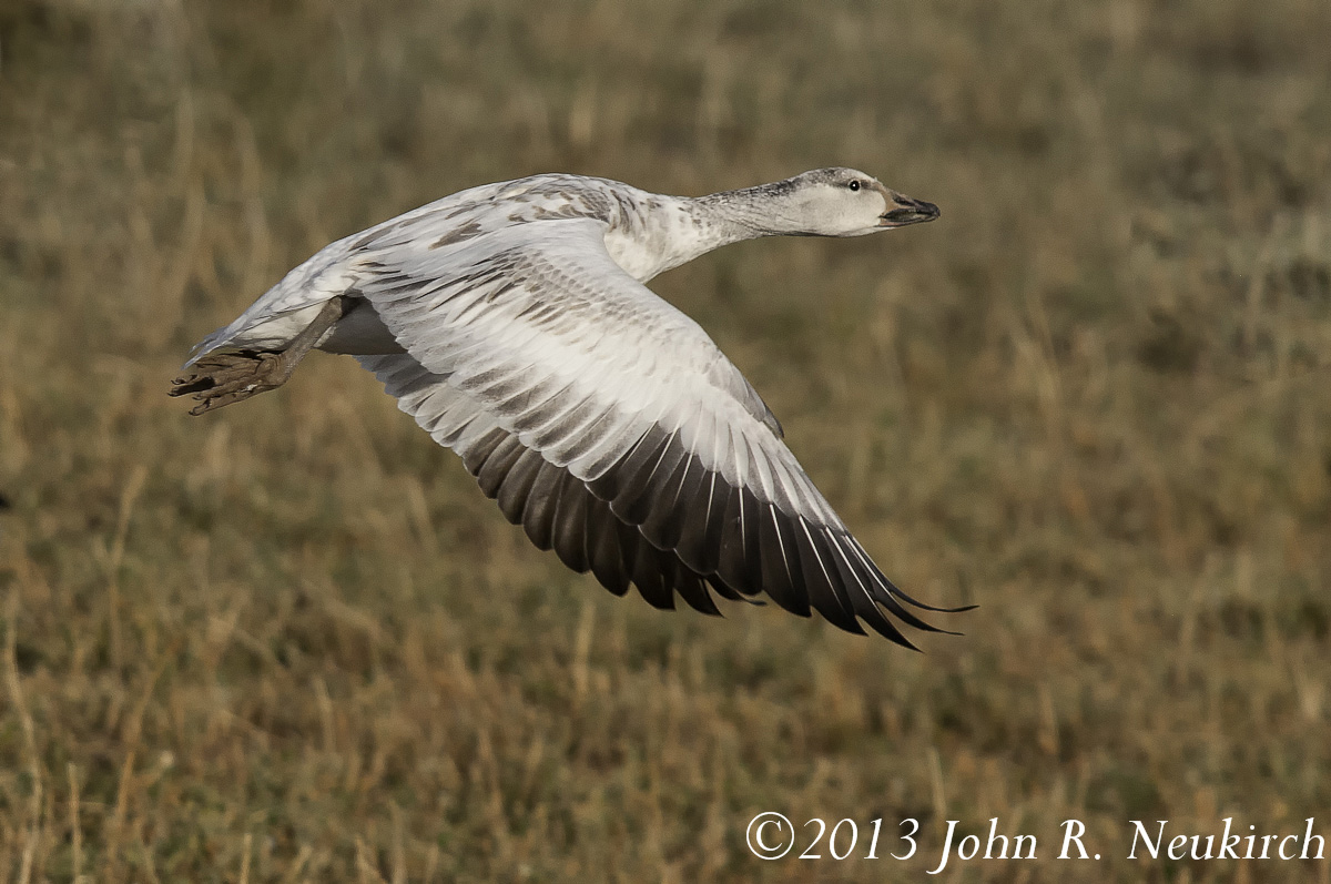 Goose fly by