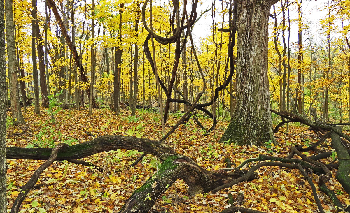 Funks Grove