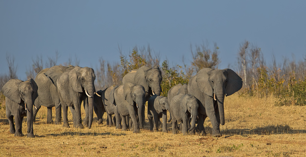 Hwange!