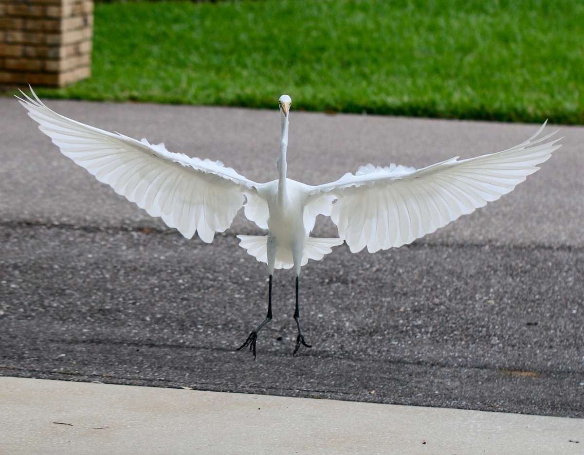Landing at my house