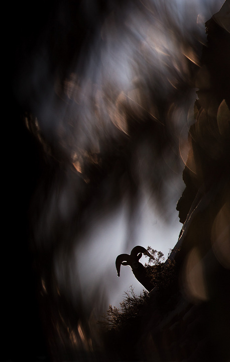 Bighorn Silhouette