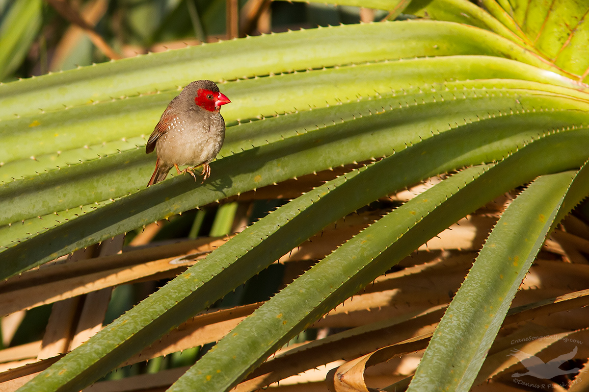 Crimson Finch