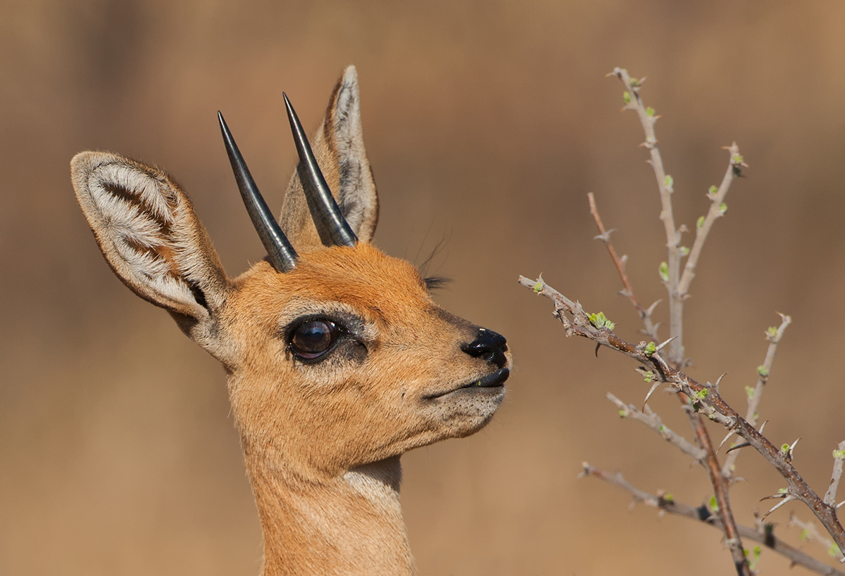 Steenbok
