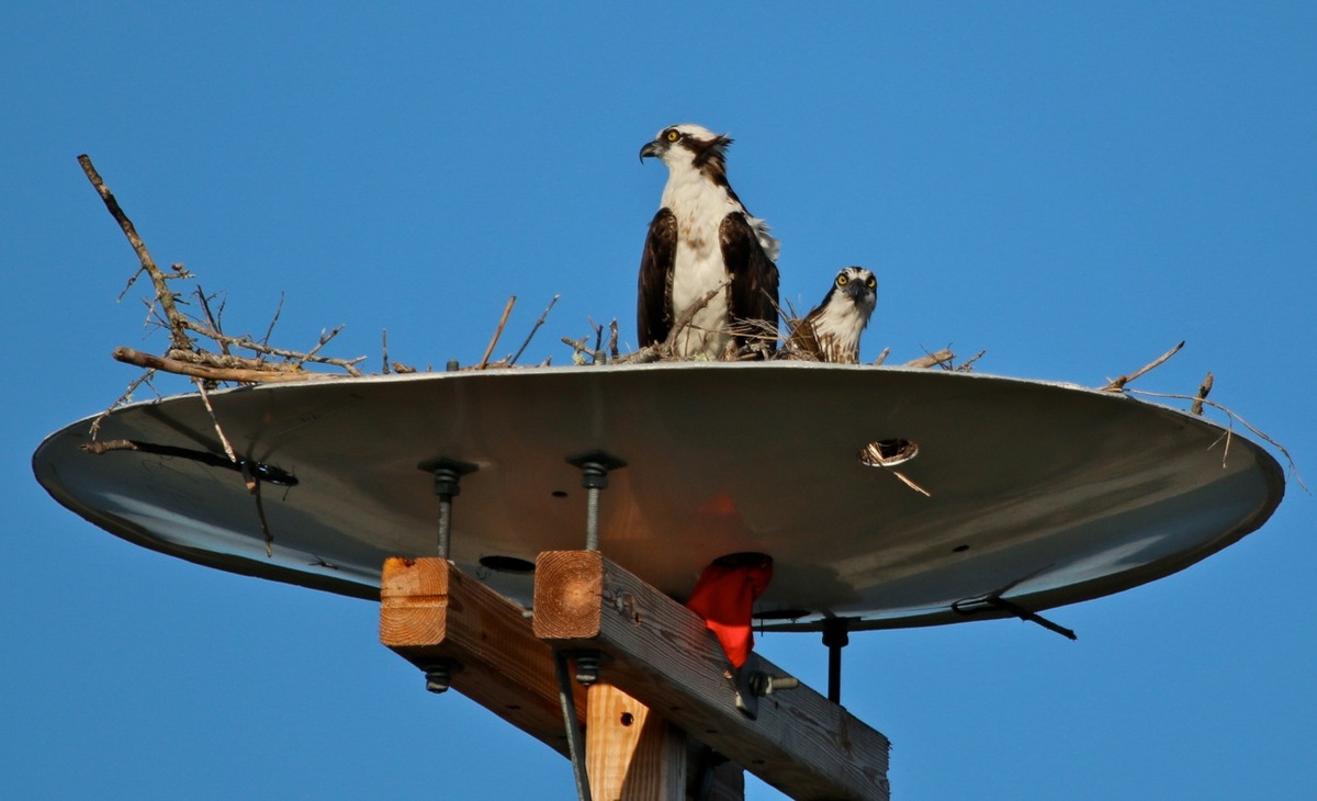Nesting Time