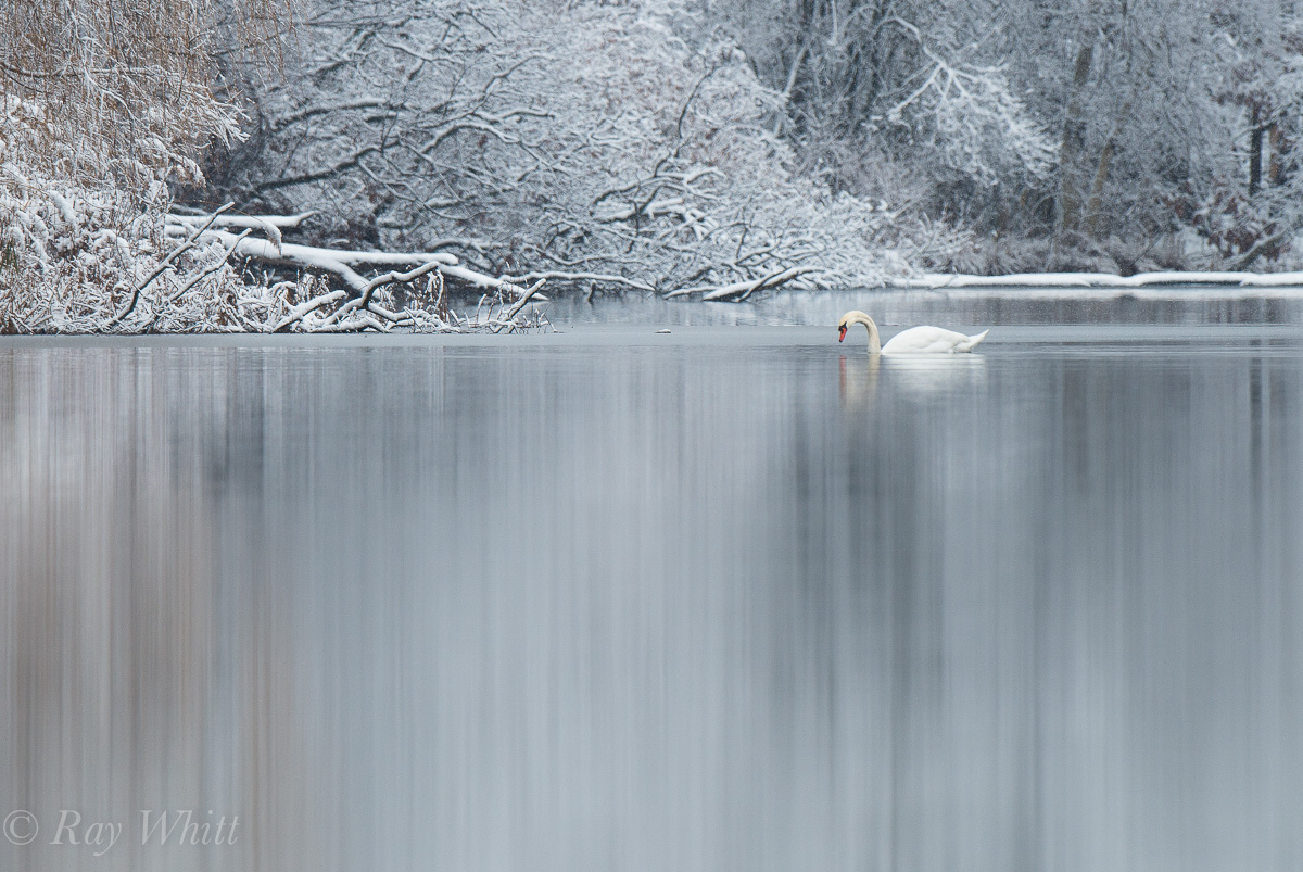 Swan in Snow +1