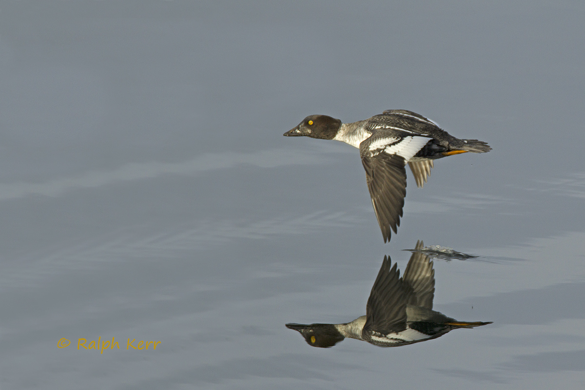 Common Goldeneye - Femal