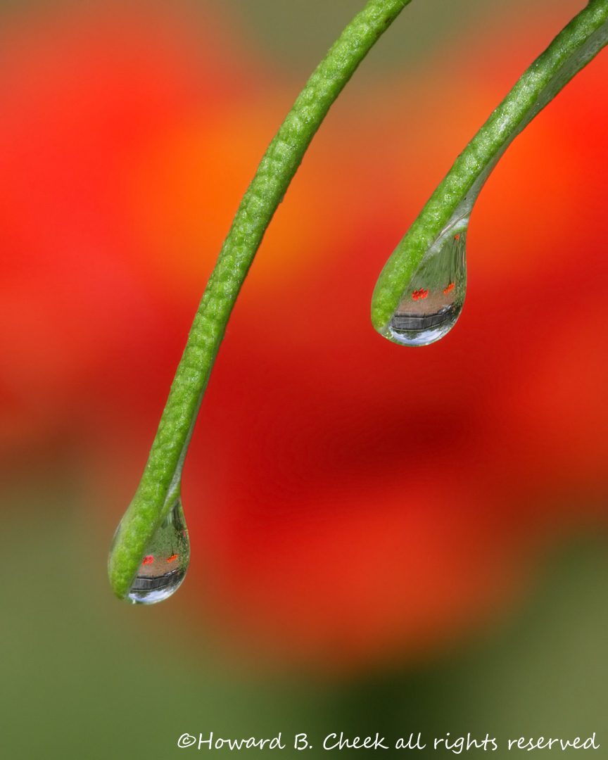 Rosemary Drops