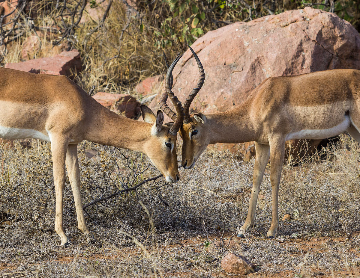 Impala friends