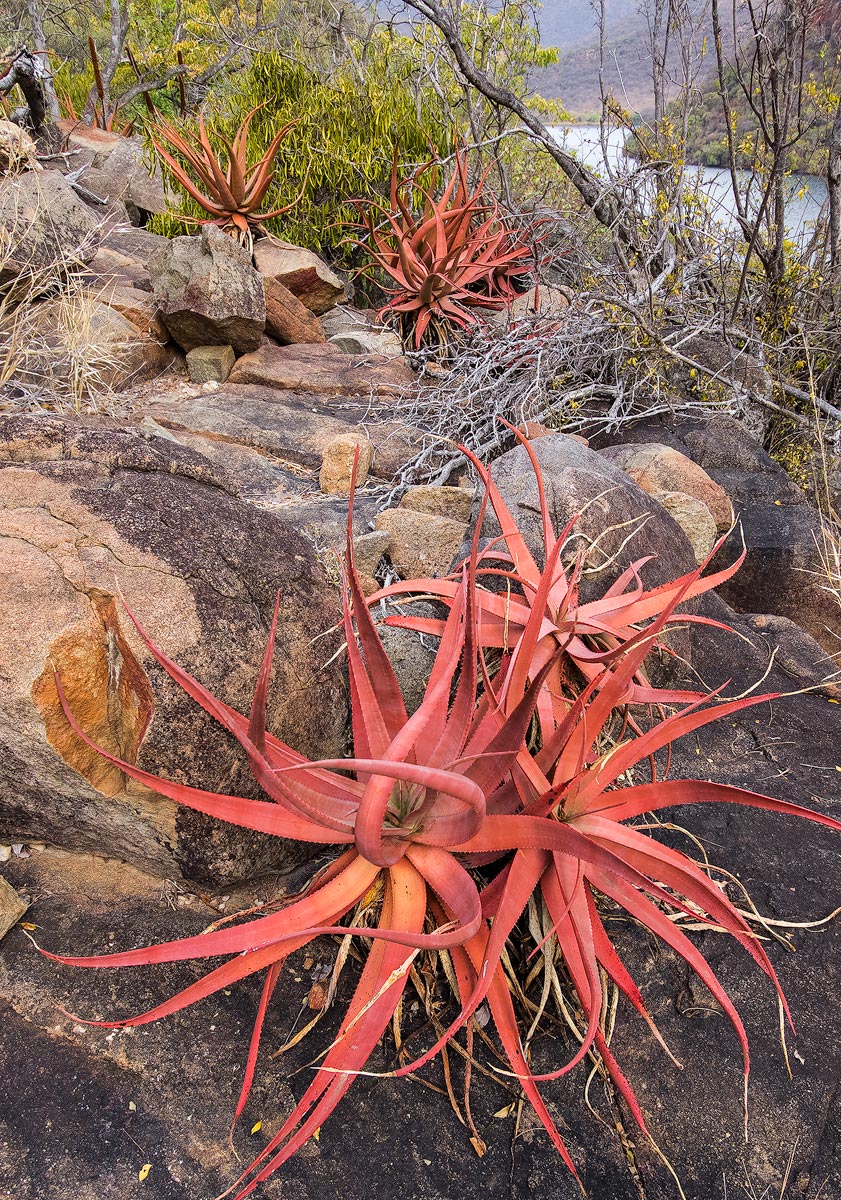 Red aloe