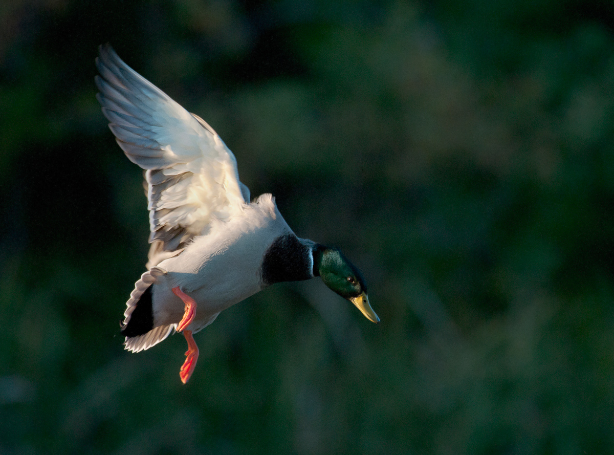 Incoming mallard drake