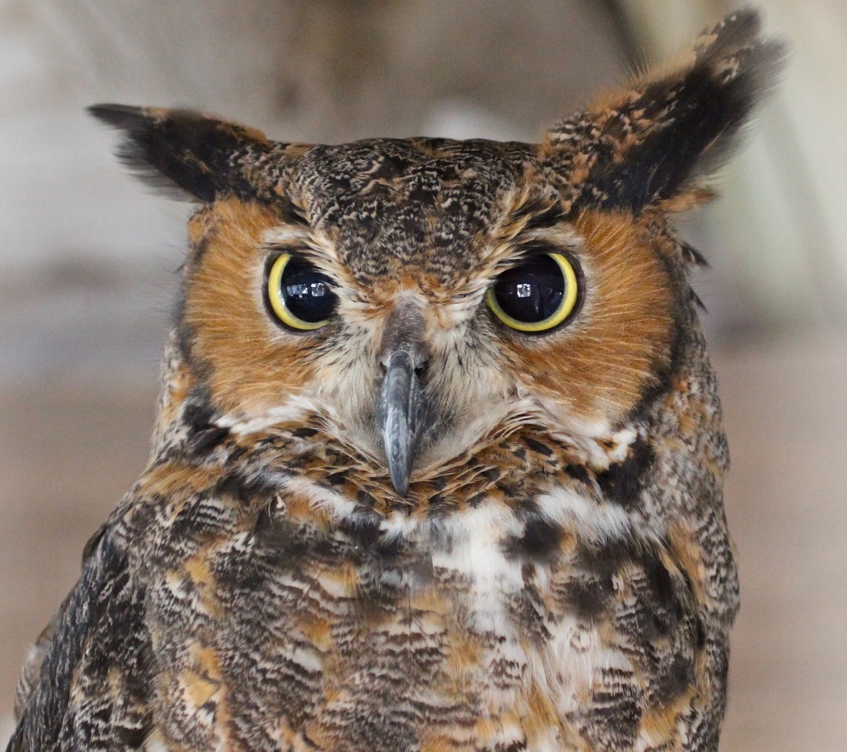 Owl portrait