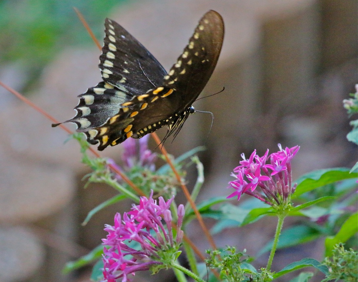 Butterfly in flight