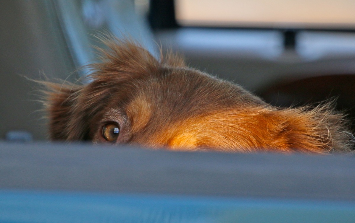 NPWC#614 Watch Dog