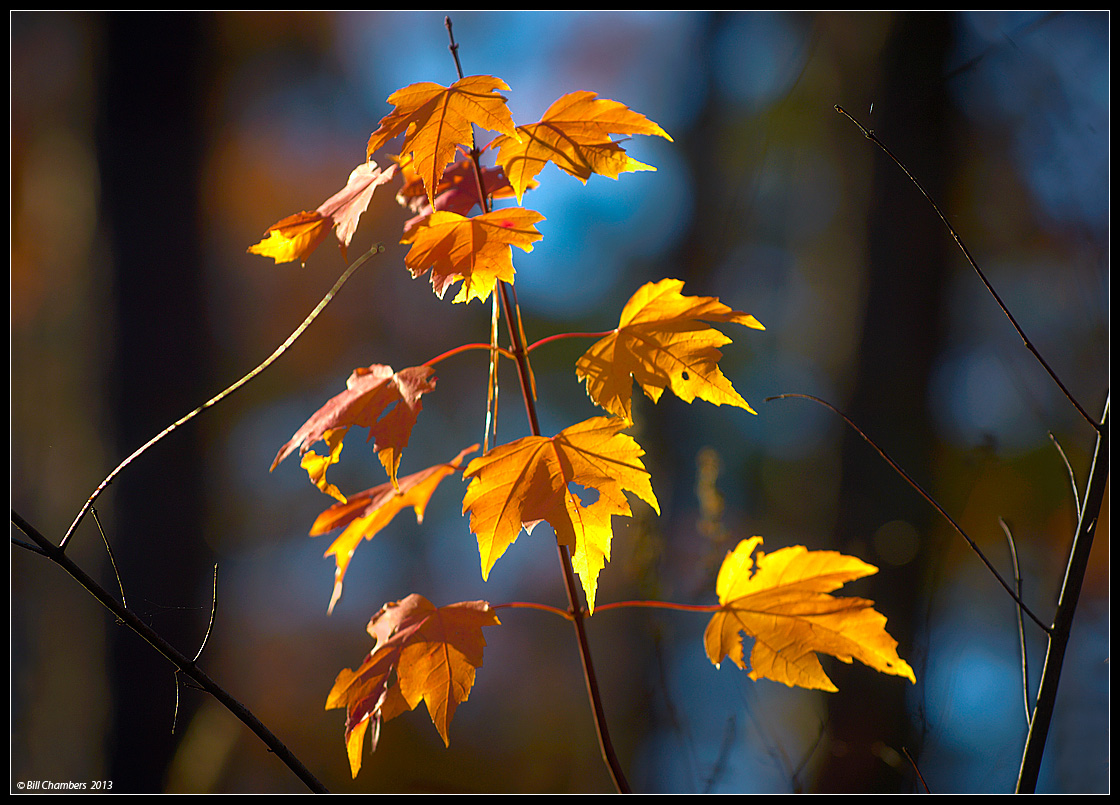 Yellow Leaves 2
