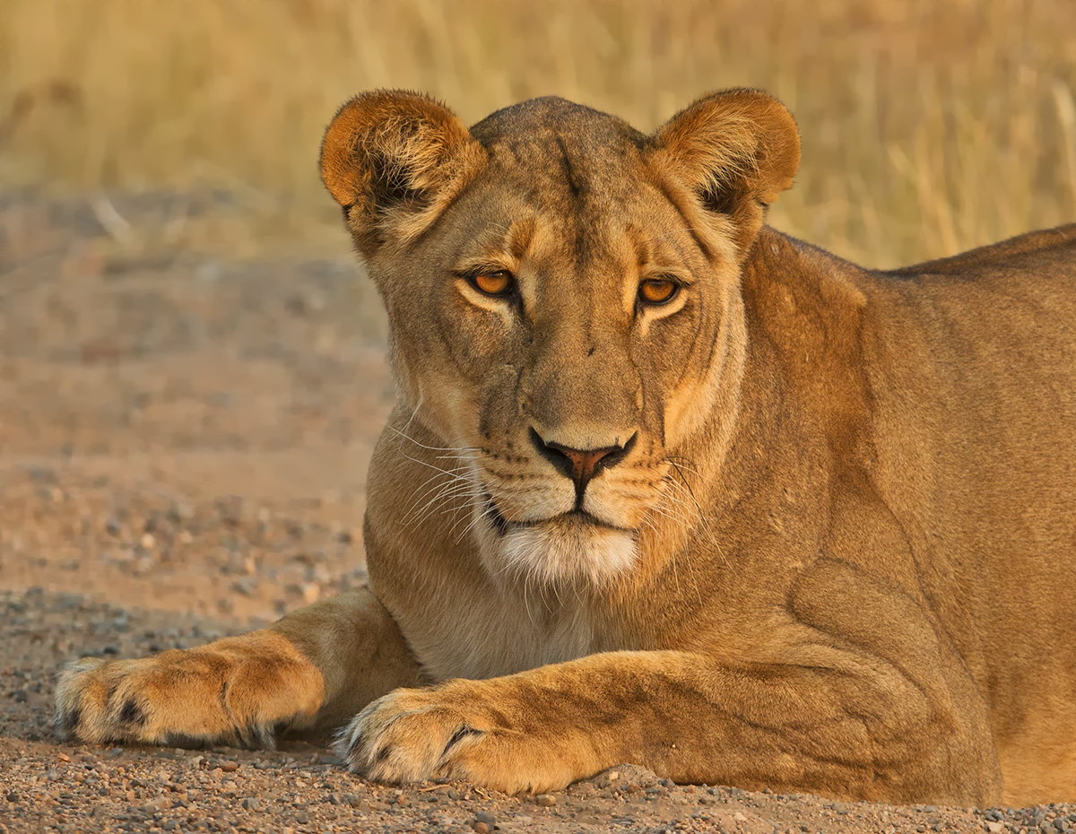 Cheeky Lioness